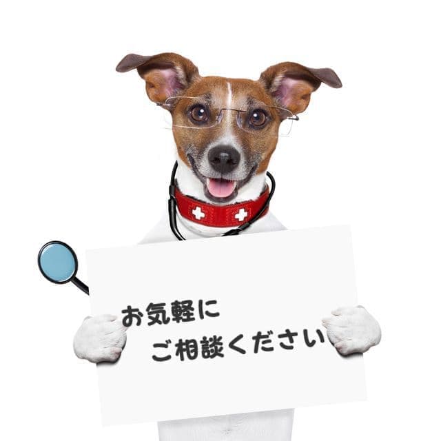 テロップ紹介犬